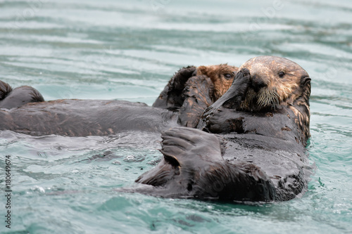 Frolicking Sea Otters