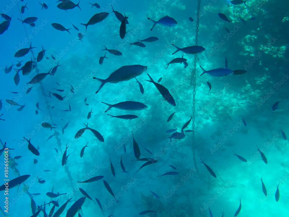 Undersea world. A large number of fish on the bottom of the Red Sea in Egypt Undersea world. A large number of fish on the bottom of the Red Sea in Egypt