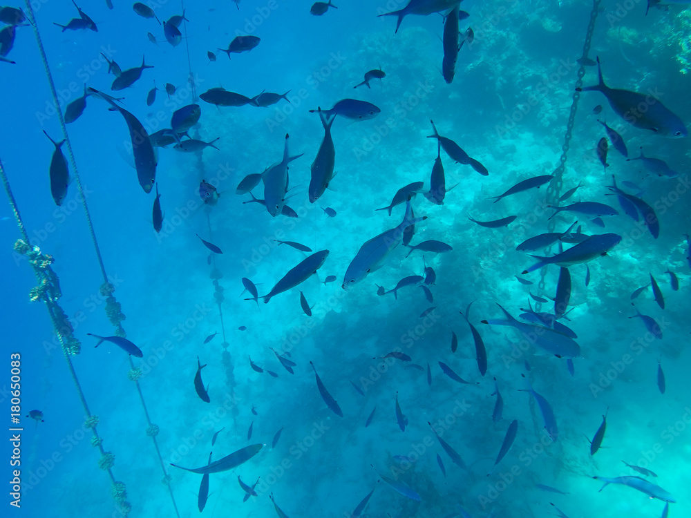 Undersea world. A large number of fish on the bottom of the Red Sea in Egypt Undersea world. A large number of fish on the bottom of the Red Sea in Egypt