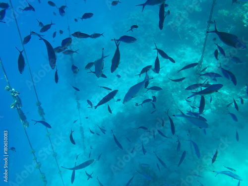 Undersea world. A large number of fish on the bottom of the Red Sea in Egypt