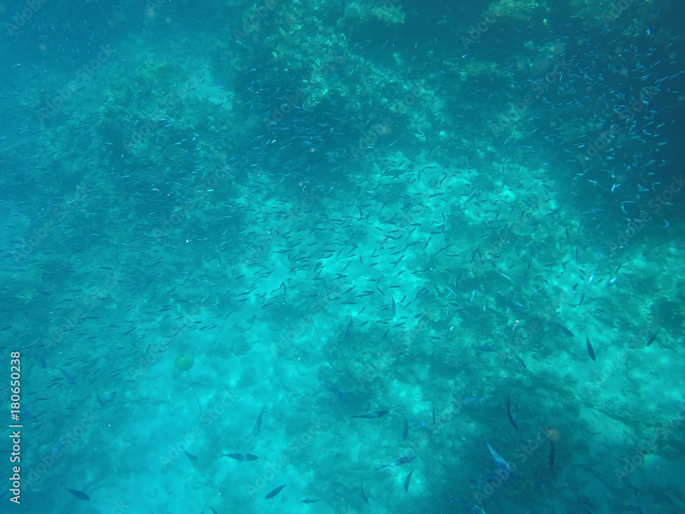Obraz premium Undersea world. A large number of fish on the bottom of the Red Sea in Egypt
