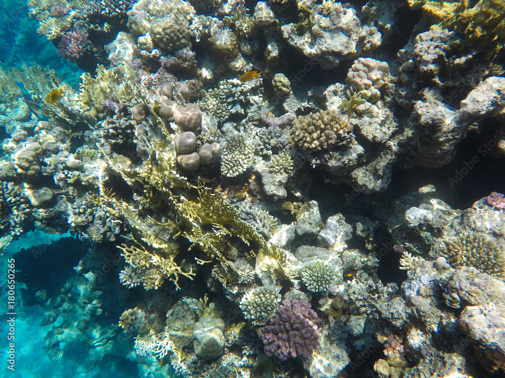 Fototapeta premium Undersea world. Corals of the Red Sea. Egypt