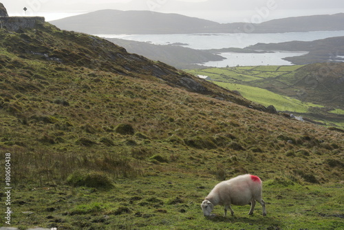 Sheep at Ring of Kerry