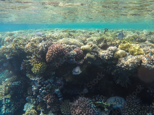 Fototapeta Naklejka Na Ścianę i Meble -  Undersea world. Corals of the Red Sea. Egypt