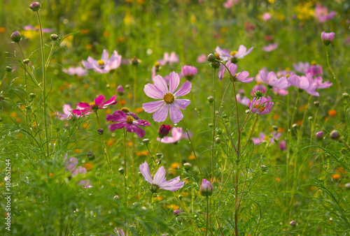 Pink Cosmos in evening