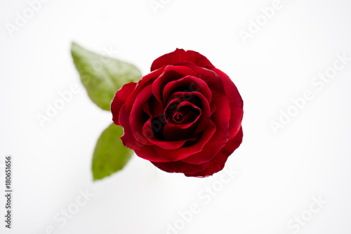 Red Roses isolated on white background.