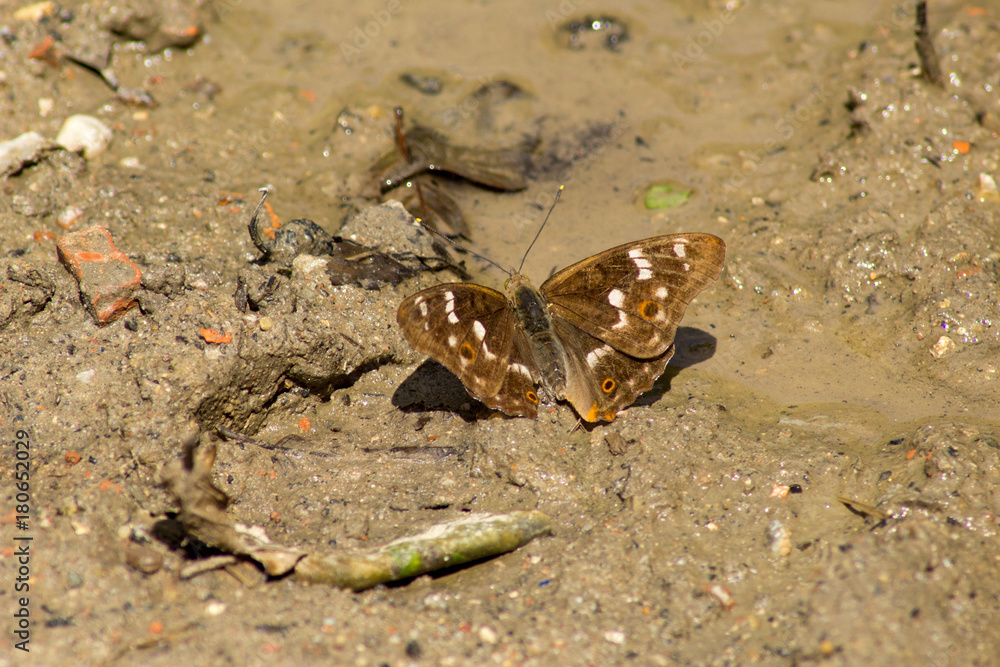 Fototapeta premium Motyl w błocie