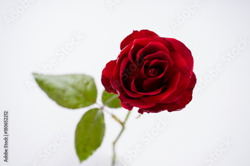 Red Roses isolated on white background.