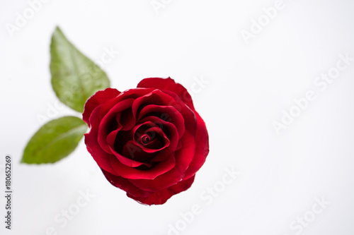 Red Roses isolated on white background.