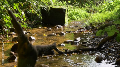Wild stream flowing through woods in golden sunlight England countryside September 2017