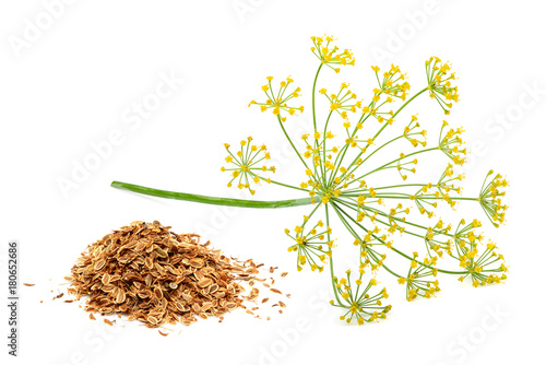 Green wild fennel flowers with dry seeds isolated
