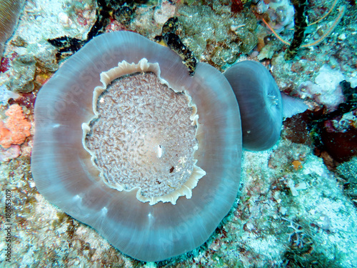 Scheibenanemone (Amplexidiscus fenestrafer) photo