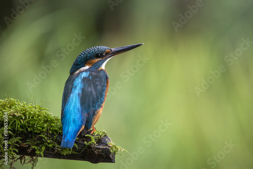 Kingfisher on lookout