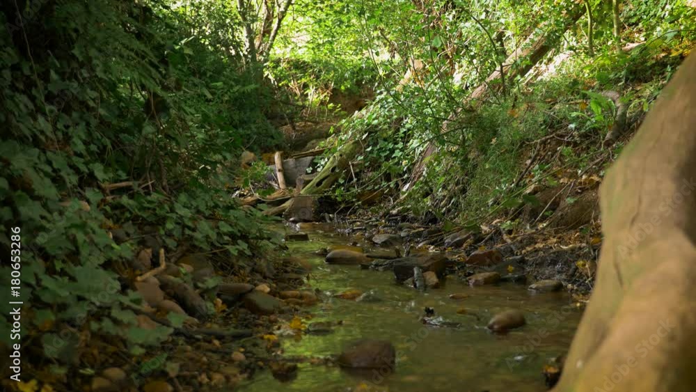 Natural stream flowing through woods in golden sunlight England countryside September 2017 Natural stream flowing through woods in golden sunlight England countryside September 2017