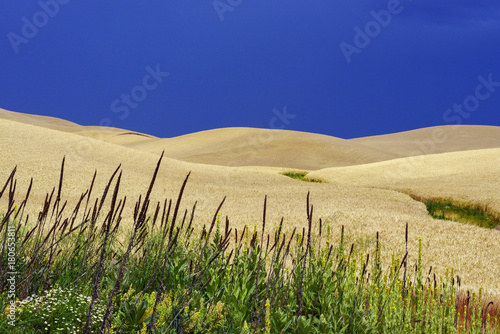 Rolling Hills of Wheat Fields in Palouse of Washington State
