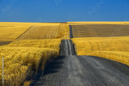 Gravel Road through Golden Wheat Fields in Eastern Washington photo