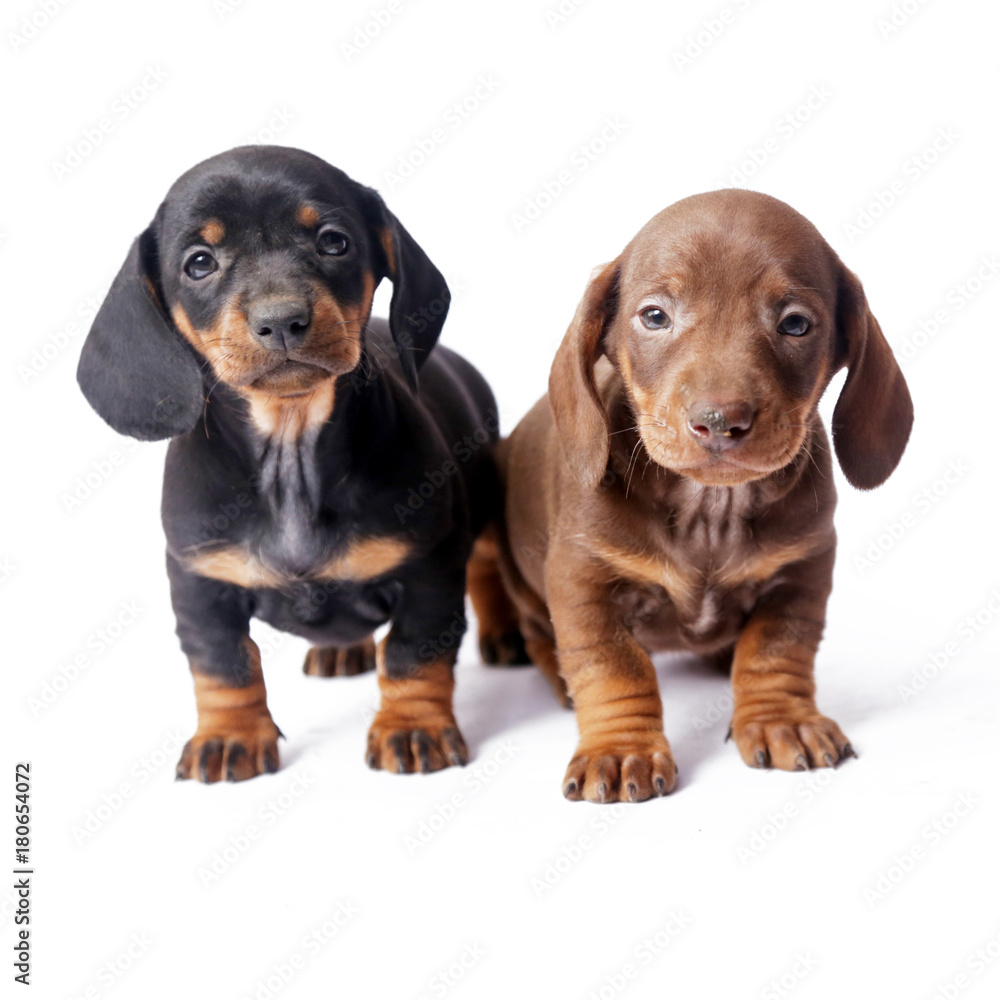 Two Dachshund puppies on white background