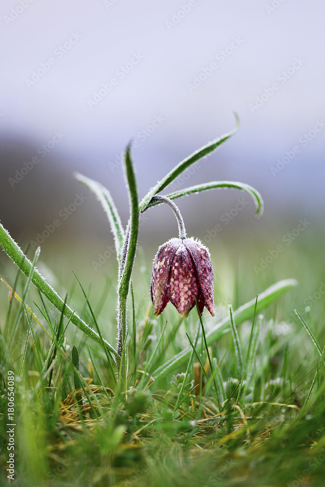 Frozen snake's head fritillary Frozen snake's head fritillary