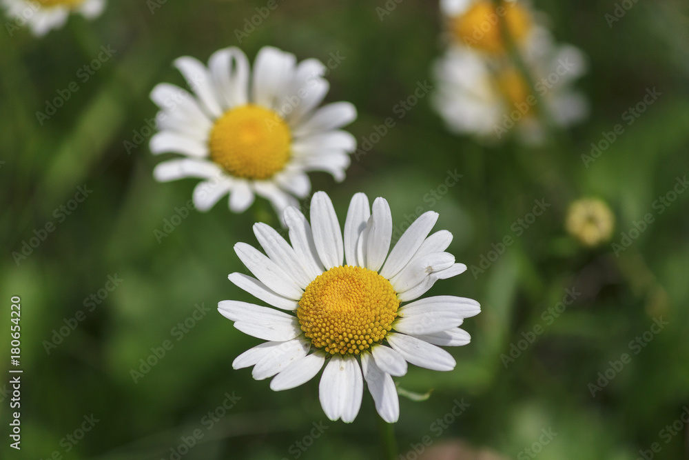 White daisies on a meadow close-up. Flowers White daisies on a meadow close-up. Flowers