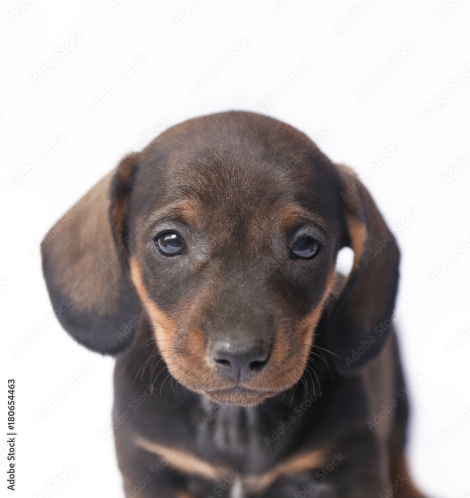 Obraz premium Dachshund on white background 