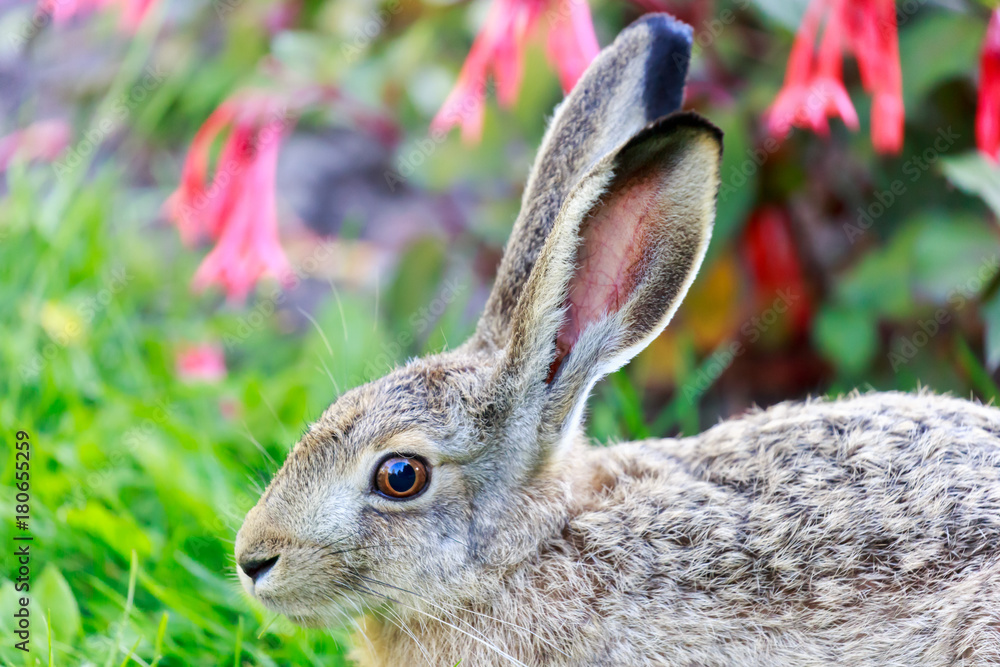 Fototapeta premium European Hare (Lepus Europaeus) Close-up. Alert European Brown Hare closeup. Helsinki, Finland.
