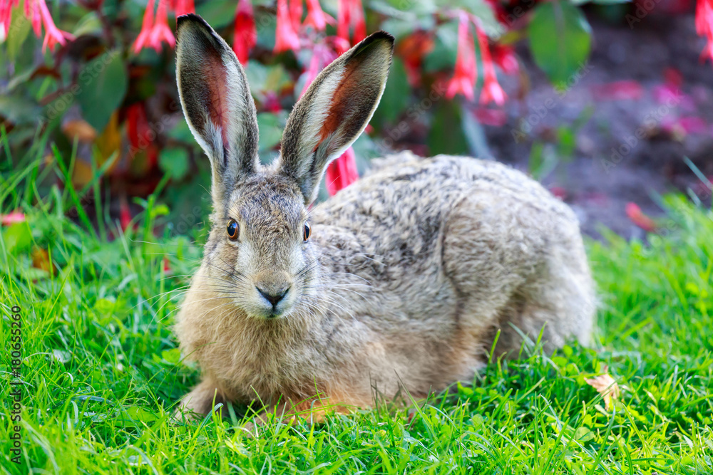 Fototapeta premium European Hare (Lepus Europaeus) Close-up. European Brown Hare lies flattened against the ground in alert. Helsinki, Finland.