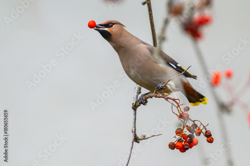 Bohemian waxwing winter passerine bird with berry