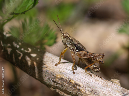 New zealand grasshopper © creativenature.nl
