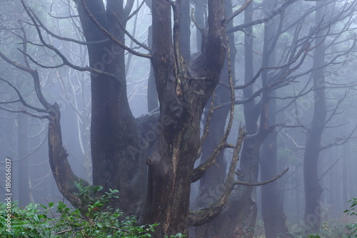 霧が立ち込める森　山形県戸沢村「幻想の森(Fantasy forest)」 Tozawamura, Yamagata, Japan	 photo