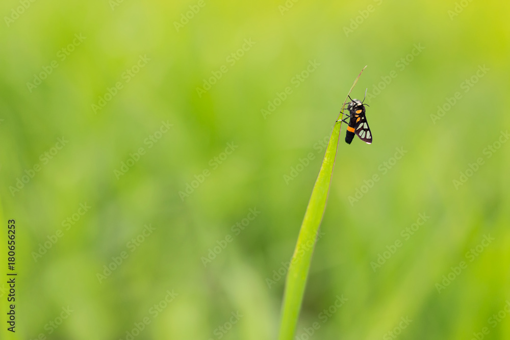 Closeup butterfly on green grass field, Butterfly in nature. Closeup butterfly on green grass field, Butterfly in nature.