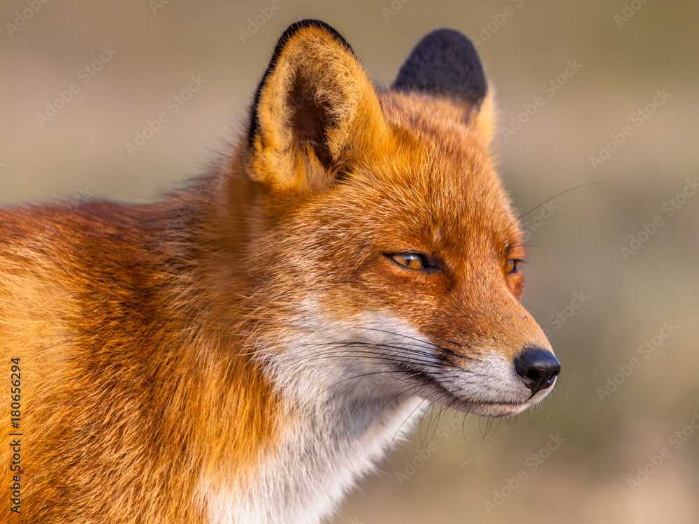 Head shot of Red fox