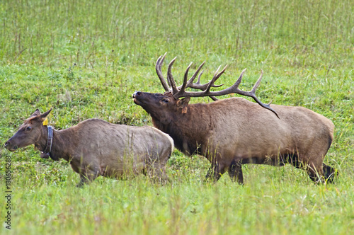 Bull Elk herds his harem in the right direction.