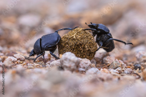 moiling strong dung beetles facing challenges