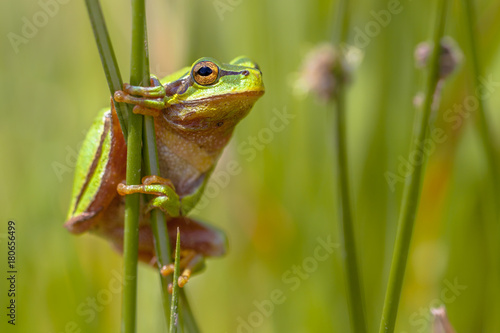 Climbing Green tree frog looking in camera