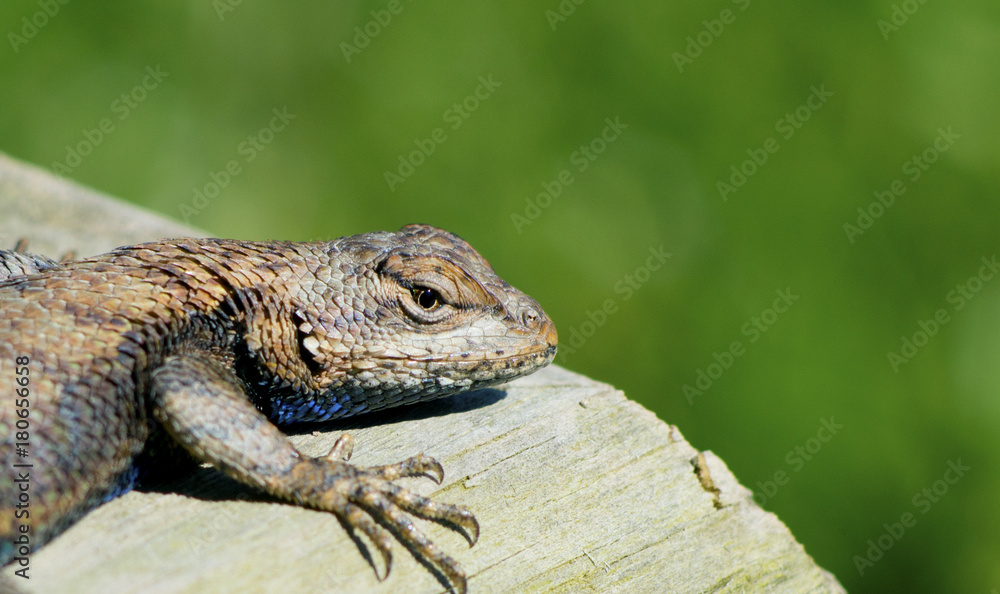 Close up lizard lying in the sun watching for prey. Close up lizard lying in the sun watching for prey.