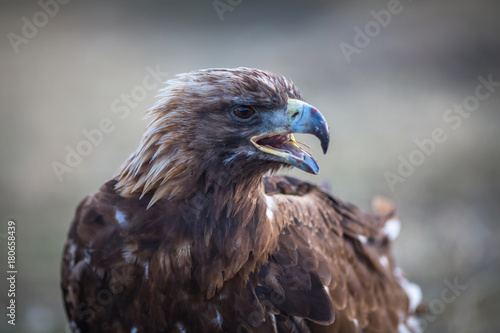 Young Golden eagle closeup. Mongolia. photo