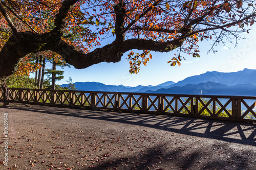 Morning view from terrace under orange tree to blue mountains during winter season of Zhushan mountain, Alishan in Taiwan.