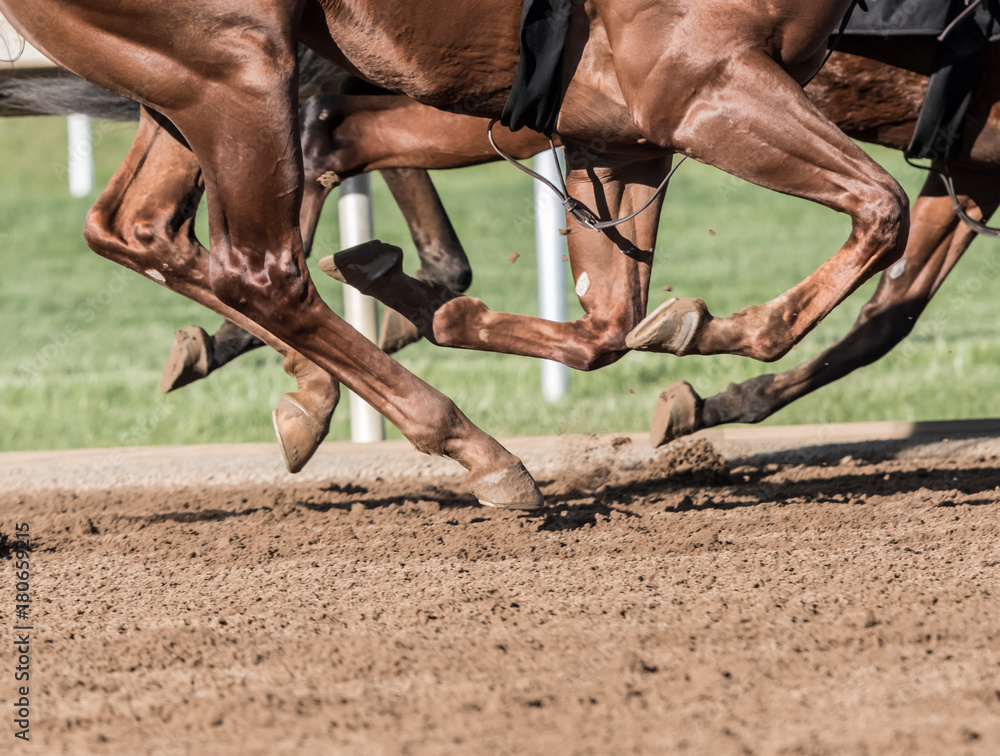 Fototapeta premium Chestnut Horse Legs Pound the Dirt
