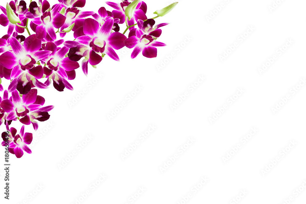 Beautiful orchid flower frame on white background.