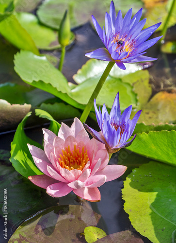 Water lily pink lotus bloom flower in the pool
