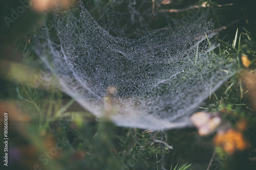 Water droplets on spider web, dawn	 photo