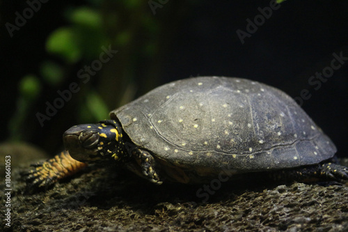 A young spotted turtle  photo