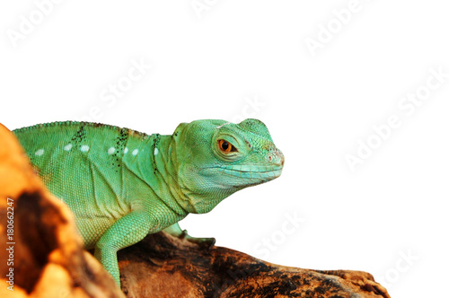 Green agama lizard