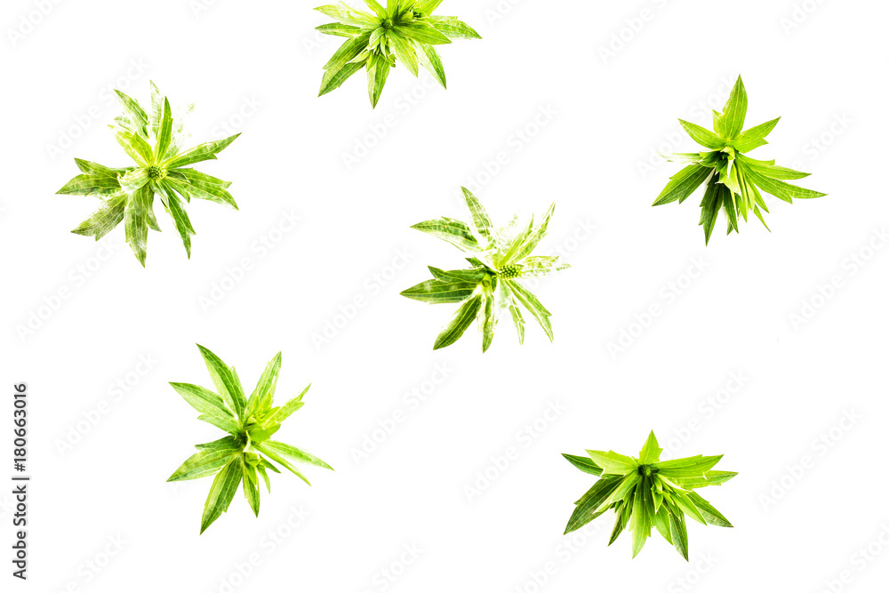 fresh green grass leaves on white background