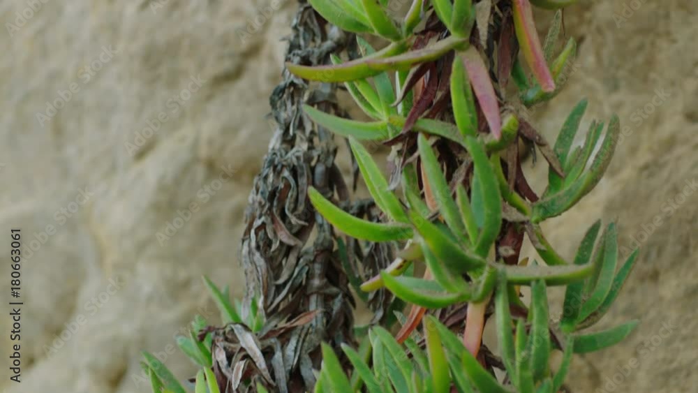 Slow motion Tilt down Vines of ice plant ground over a rocky beachside cliff Slow motion Tilt down Vines of ice plant ground over a rocky beachside cliff