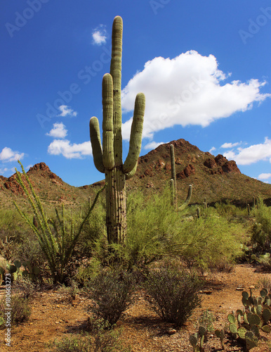 Iconic Saguaro Cactus with Several Arms