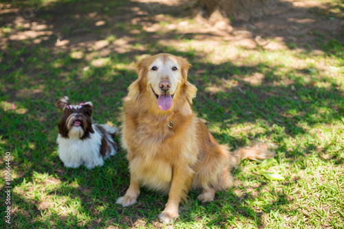 Golden Retriever Feliz