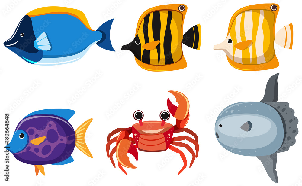 Different kinds of cute animals in the sea