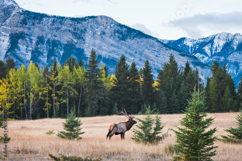 Wild elk in the Canadian Rockies, Banff National Park photo