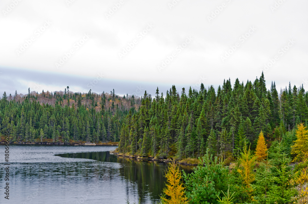 Fototapeta premium Northern Ontario Forest